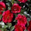 October Magic Ruby Camellia - 1 Gallon Pot -Foxtail Plant Shop Camellia October Magic Ruby 20 3