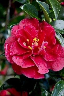 October Magic Ruby Camellia - 2 Gallon Pot -Foxtail Plant Shop Camellia October Magic Ruby 23 2