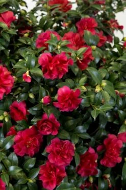 October Magic Ruby Camellia - 3 Gallon Pot -Foxtail Plant Shop Camellia October Magic Ruby 27 1