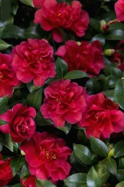 October Magic Ruby Camellia - 7 Gallon Pot 11 October Magic Ruby Camellia - 7 Gallon Pot -Foxtail Plant Shop Camellia October Magic Ruby 28