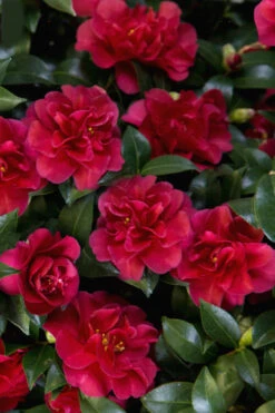 October Magic Ruby Camellia - 1 Gallon Pot -Foxtail Plant Shop Camellia October Magic Ruby 28 3