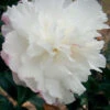 October Magic Snow Camellia - 7 Gallon Pot -Foxtail Plant Shop Camellia October Magic Snow 5 1