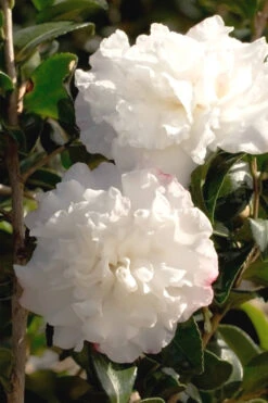 October Magic Snow Camellia - 1 Gallon Pot -Foxtail Plant Shop Camellia October Magic Snow 500x750 5