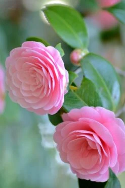 Otome Pink Camellia Japonica - 3 Gallon Pot -Foxtail Plant Shop Camellia Otome 1 1