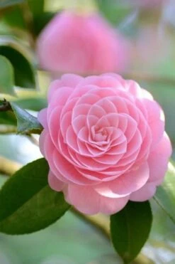 Otome Pink Camellia Japonica - 1 Gallon Pot -Foxtail Plant Shop Camellia Otome 2