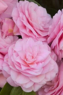 Pearl Maxwell Camellia Japonica - 3 Gallon Pot -Foxtail Plant Shop Camellia Pearl Maxwell 10