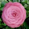 Pearl Maxwell Camellia Japonica - 1 Gallon Pot -Foxtail Plant Shop Camellia Pearl Maxwell 4 1