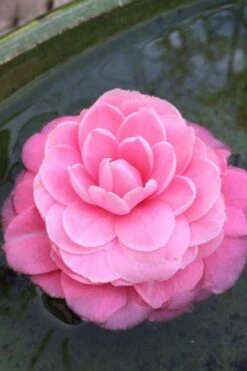 Pearl Maxwell Camellia Japonica - 1 Gallon Pot 10 Pearl Maxwell Camellia Japonica - 1 Gallon Pot -Foxtail Plant Shop Camellia Pearl Maxwell 5 1