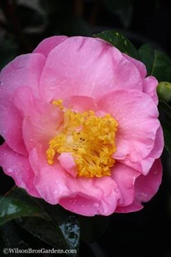 Autumn Pink Icicle Cold Hardy Camellia - 7 Gallon Pot -Foxtail Plant Shop Camellia Pink Icicle 20 1