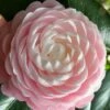 Pink Perfection Camellia Japonica - 2 Gallon Pot -Foxtail Plant Shop Camellia Pink Perfection 26 2