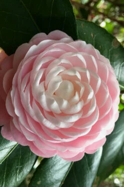 Pink Perfection Camellia Japonica - 2.5 Quart Pot