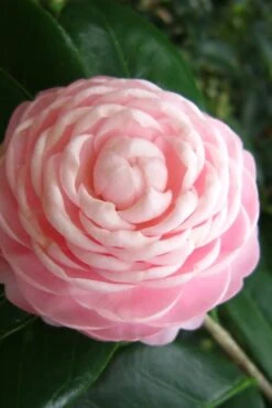 Pink Perfection Camellia Japonica - 6 Pack Of 1 Gallon Pots 9 Pink Perfection Camellia Japonica - 6 Pack Of 1 Gallon Pots -Foxtail Plant Shop Camellia Pink Perfection 27 5