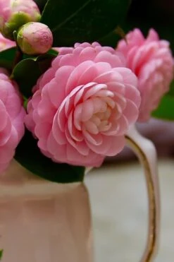 Pink Perfection Camellia Japonica - 1 Gallon Pot -Foxtail Plant Shop Camellia Pink Perfection 29 1