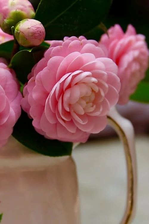 Pink Perfection Camellia Japonica - 3 Gallon Pot 5 Pink Perfection Camellia Japonica - 3 Gallon Pot - Image 5