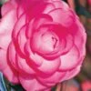 Pink Princess Camellia Japonica - 3 Gallon Pot -Foxtail Plant Shop Camellia Pink Princess 1