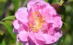 Pink Stella Camellia Sasanqua - 2 Gallon Pot -Foxtail Plant Shop Camellia Pink Stella