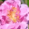 Pink Stella Camellia Sasanqua - 2 Gallon Pot 6 Pink Stella Camellia Sasanqua - 2 Gallon Pot -Foxtail Plant Shop Camellia Pink Stella 500x750 1