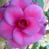 Purple Dawn Camellia Japonica - 3 Gallon Pot -Foxtail Plant Shop Camellia Purple Dawn 9