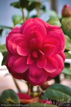 Purple Dawn Camellia Japonica - 7 Gallon Pot (3-4') 7 Purple Dawn Camellia Japonica - 7 Gallon Pot (3-4') -Foxtail Plant Shop Camellia Purple Dawn JW 1 2