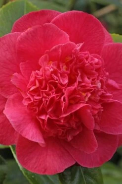 Red Fellow Camellia Japonica - 3 Gallon Pot -Foxtail Plant Shop Camellia Red Fellow 1 1