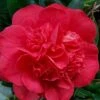 Red Fellow Camellia Japonica - 1 Gallon Pot -Foxtail Plant Shop Camellia Red Fellow 2