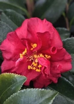 Reverend Ida Red ShiShi Gashira Dwarf Camellia Sasanqua - 1 Gallon Pot -Foxtail Plant Shop Camellia Reverend Ida 3 1