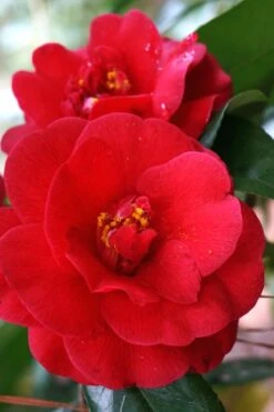 Rosehill Red Camellia - 3 Gallon Pot -Foxtail Plant Shop Camellia Rose Hill Red 2