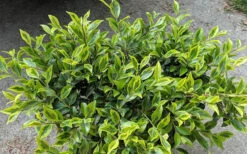 Royal Flush Shi Shi Variegated Camellia Sasanqua - 1 Gallon Pot -Foxtail Plant Shop Camellia Royal Flush Shi Shi 2