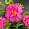 Royal Flush Shi Shi Variegated Camellia Sasanqua - 3 Gallon Pot -Foxtail Plant Shop Camellia Royal Flush Shi Shi 4 1