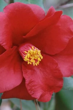 Royal Velvet Red Camellia Japonica - 3 Gallon Pot -Foxtail Plant Shop Camellia Royal Velvet 2
