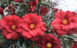 Royal Velvet Red Camellia Japonica - 7 Gallon Pot -Foxtail Plant Shop Camellia Royal Velvet 3 1