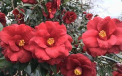 Royal Velvet Red Camellia Japonica - 3 Gallon Pot -Foxtail Plant Shop Camellia Royal Velvet 3 2