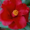 Royal Velvet Red Camellia Japonica - 3 Gallon Pot -Foxtail Plant Shop Camellia Royal Velvet 5 2