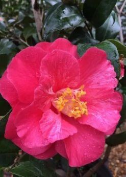 Rutledge Minnix Camellia Japonica - 3 Gallon Pot -Foxtail Plant Shop Camellia Rutledge Minnix 2