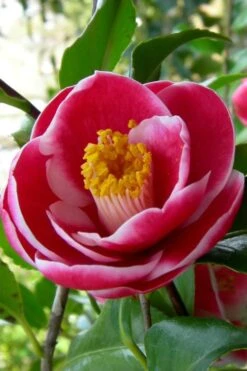 Sadaharu Oh Camellia - 3 Gallon Pot 13 Sadaharu Oh Camellia - 3 Gallon Pot -Foxtail Plant Shop Camellia Sadaharu Oh 6 1