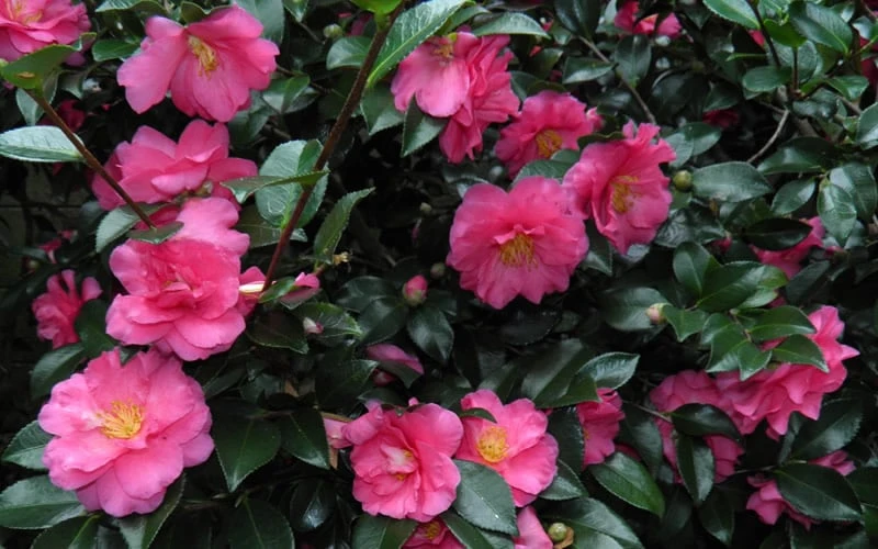 Shishi Gashira Dwarf Camellia Sasanqua - 7 Gallon Pot 7 Shishi Gashira Dwarf Camellia Sasanqua - 7 Gallon Pot - Image 7