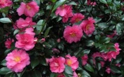 Shishi Gashira Dwarf Camellia Sasanqua - 6 Pack Of 1 Gallon Pots -Foxtail Plant Shop Camellia Shishi Gashira 24 4