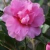 Showa No Sakae Dwarf Camellia Sasanqua - 3 Gallon Pot -Foxtail Plant Shop Camellia Showa No Sakae 11 1