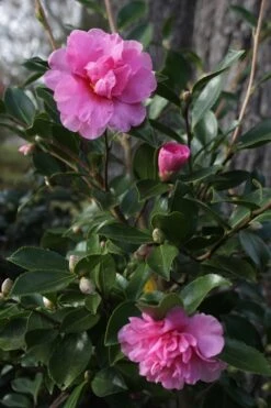 Showa No Sakae Dwarf Camellia Sasanqua - 1 Gallon Pot -Foxtail Plant Shop Camellia Showa No Sakae 12