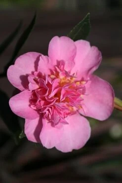 Showa No Sakae Dwarf Camellia Sasanqua - 3 Gallon Pot -Foxtail Plant Shop Camellia Showa No Sakae 13 1