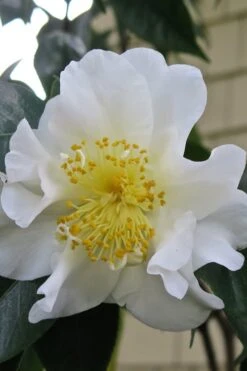 Silver Waves Camellia Japonica - 1 Gallon Pot -Foxtail Plant Shop Camellia Silver Waves 6