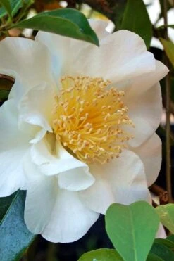 Silver Waves Camellia Japonica - 1 Gallon Pot -Foxtail Plant Shop Camellia Silver Waves 7