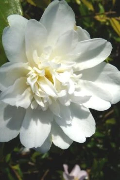 Snow Flurry Cold Hardy Camellia Hybrid - 3 Gallon Pot -Foxtail Plant Shop Camellia Snow Flurry 2