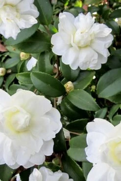 Snow Flurry Cold Hardy Camellia Hybrid - 1 Gallon Pot -Foxtail Plant Shop Camellia Snow Flurry 6 1
