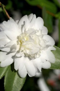 Snow Flurry Cold Hardy Camellia Hybrid - 1 Gallon Pot -Foxtail Plant Shop Camellia Snow Flurry 8 1