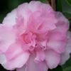 Sarrel Dwarf Camellia Sasanqua - 1 Gallon Pot -Foxtail Plant Shop Camellia Sorrel 1