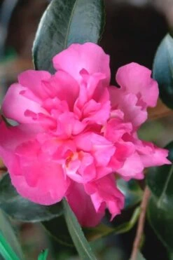 Sparkling Burgundy Camellia Sasanqua - 3 Gallon Pot -Foxtail Plant Shop Camellia Sparkling Burgundy 21 1