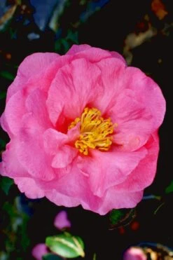 Stephanie Golden Dwarf Camellia Sasanqua - 3 Gallon Pot -Foxtail Plant Shop Camellia Stephanie Golden 12 1