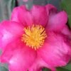 Stephanie Golden Dwarf Camellia Sasanqua - 1 Gallon Pot -Foxtail Plant Shop Camellia Stephanie Golden 13