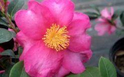 Stephanie Golden Dwarf Camellia Sasanqua - 1 Gallon Pot -Foxtail Plant Shop Camellia Stephanie Golden Closeup Flower